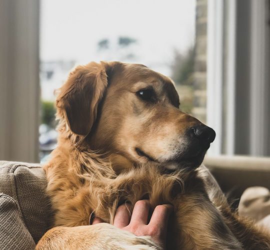 jack-brind-rmvG_oHzCNA-unsplash